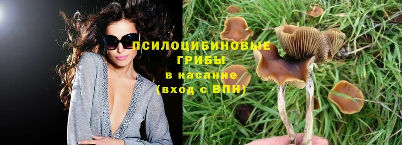 маркетплейс формула  Кимры  Псилоцибиновые грибы Psilocybe 